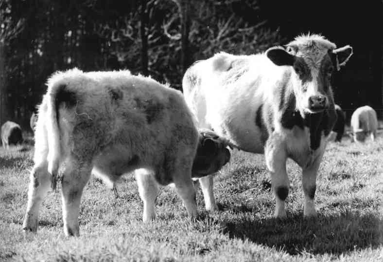 Ein Kalb auf der Weide wird von der Mutter gesäugt. Kuhmilch ist für Kühe da. Milchsäure gibt es nicht nur in Kuhmilch.