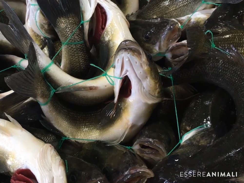 Hier werden Fische auf Kundenwunsch mit einer Schnur zusammengebunden, um Frische zu garantieren - Tierquälerei pur.