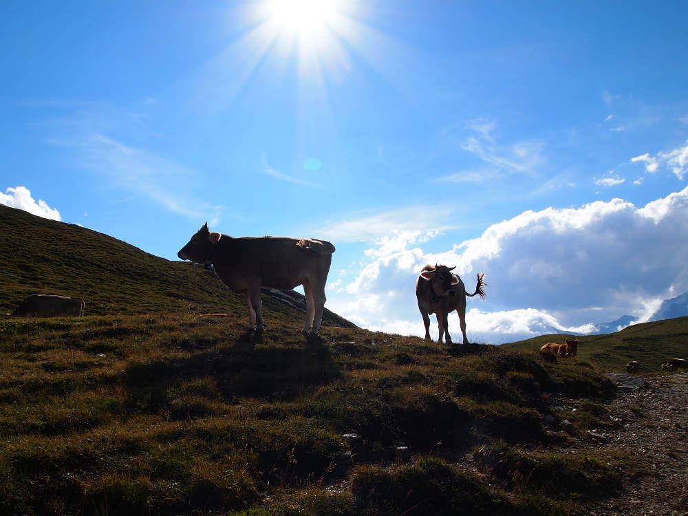 Kühe auf der Alm in den schweizer Hochalpen gegen die Sonne fotografiert.