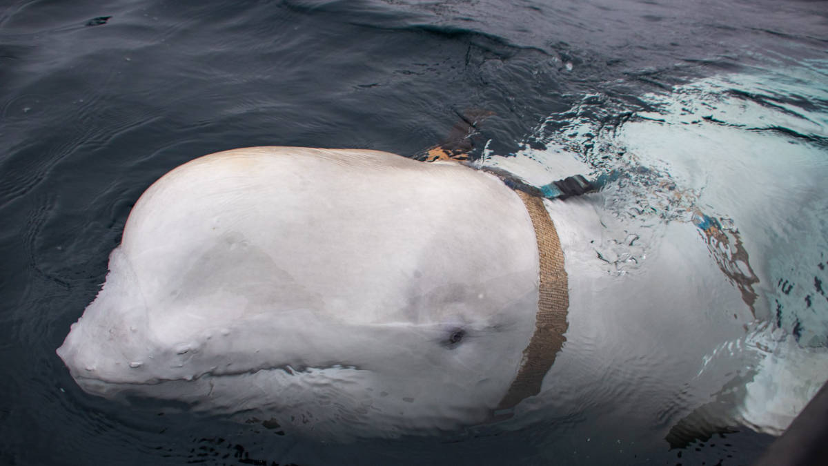 Beluga-Wal mit Kamera-Gurt vor der Küste Norwegens.