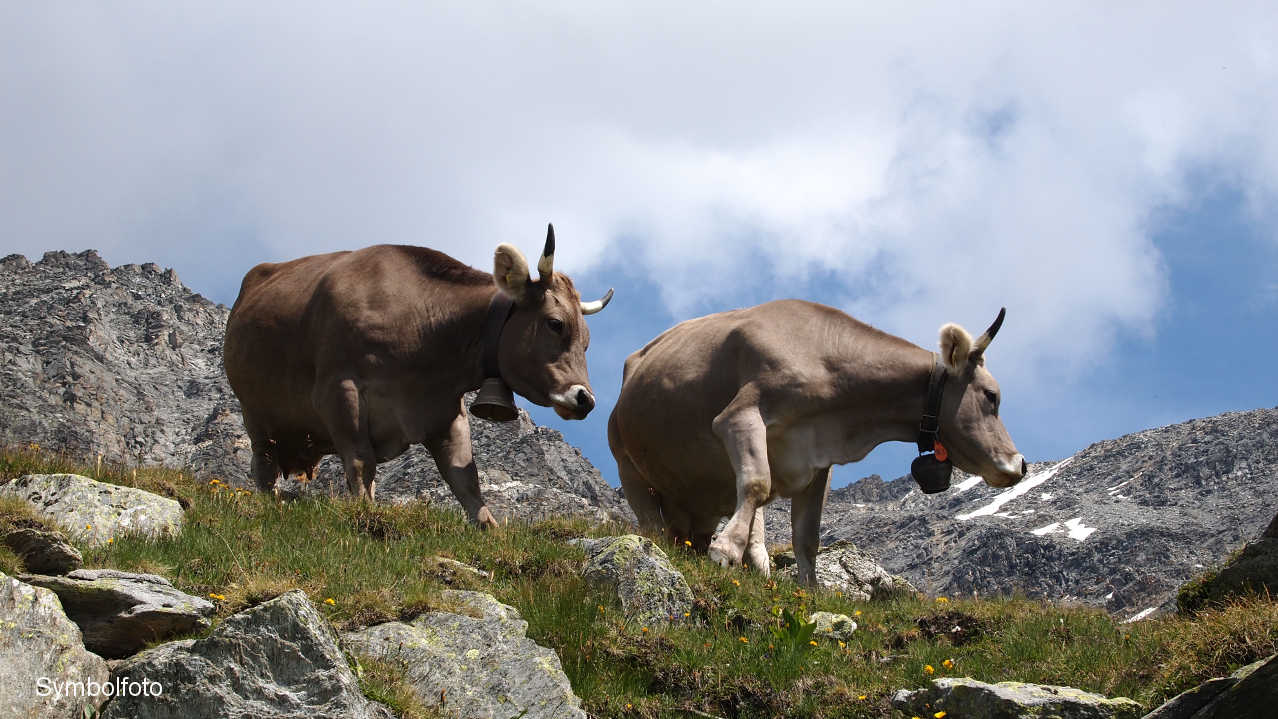 Kühe auf der Alm in den Schweizer Hochalpen.