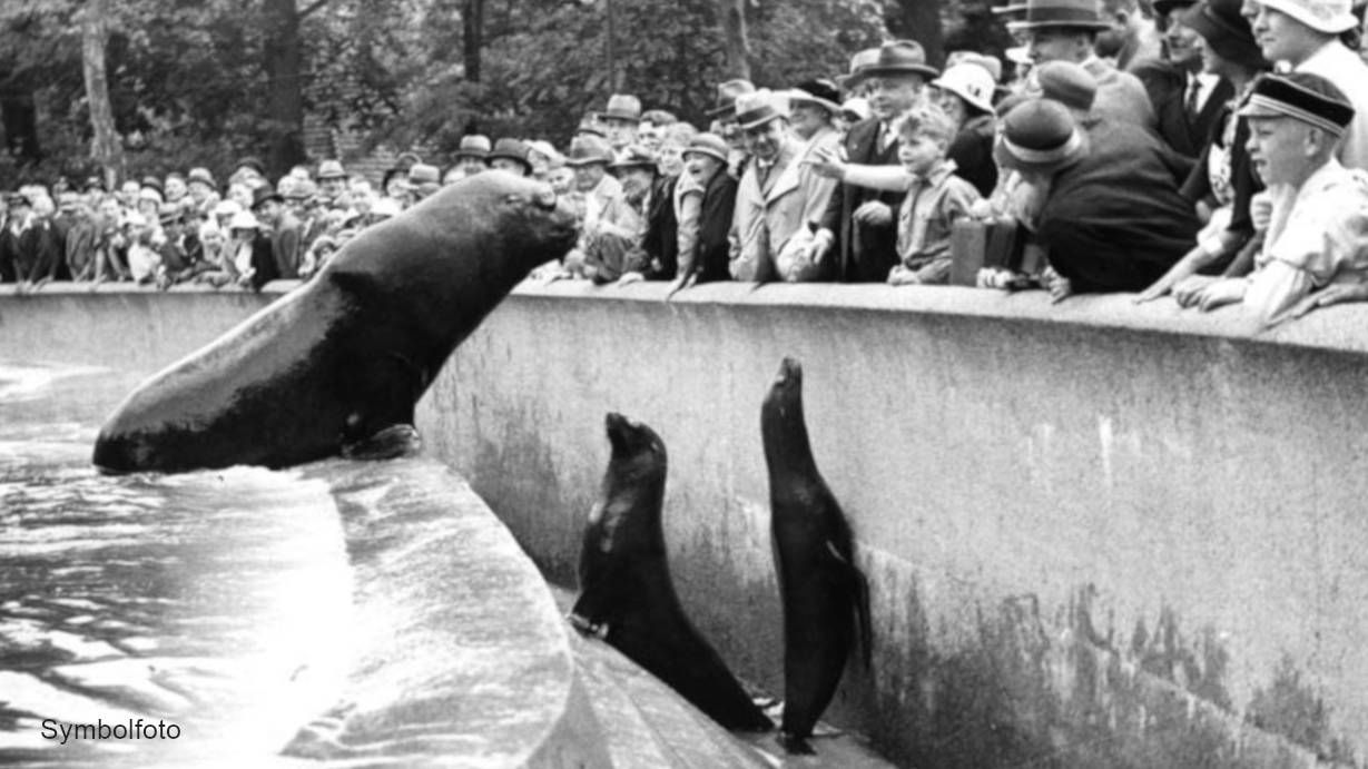 Seehunde (Robben) im Berliner Zoo vor einer Menschen-Menge.