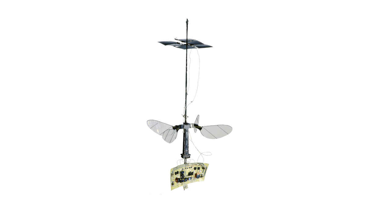 Die neue RoboBee X-Wing wird nicht über ein Stromkabel, sondern über Solarzellen angetrieben.