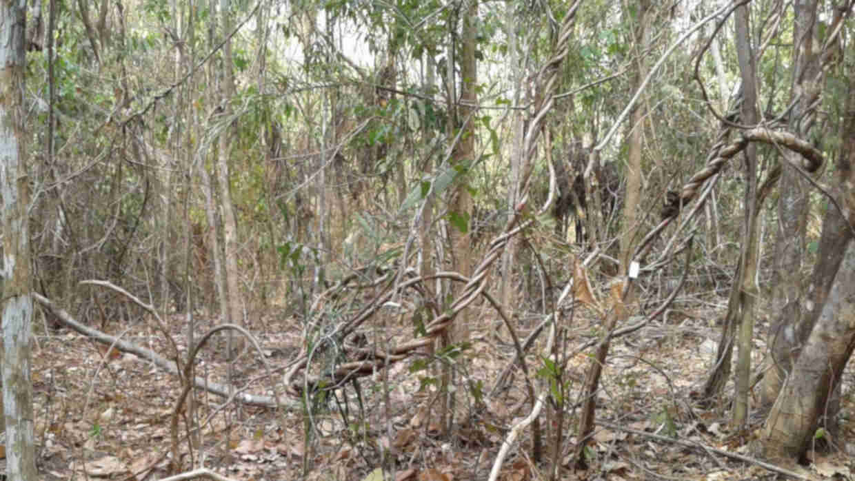 Baumbestand in einem Sekundärwald im Amazonasgebiet.